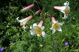 Check spelling or type a new query. Trumpet Lilium Regale Is A Very Popular Fragrant Lily Ideal For All Gardens