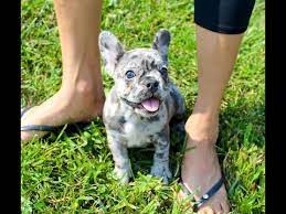 Had a litter of 5. Purchase French Bulldog Blue Merle Price Up To 64 Off