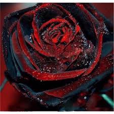 Use the amount of fertilizer instructed on the package for one plant. Beautiful Black Rose Seeds With Red Edge Shopee Philippines