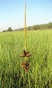 Image result for Pycreus mundtii