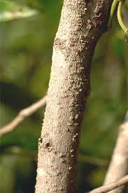 Image result for Shirakiopsis