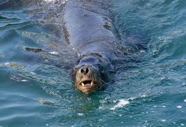 Look At The Teeth Sea Dog Pelagic Fish Polar Bear Sea Life