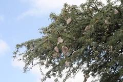 Image result for Pogonospermum divaricatum