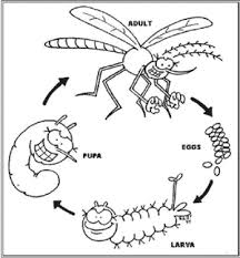 larvae and pupae dipping surveys