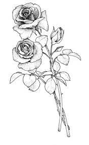 zdjecie outline drawings flower drawing sketches