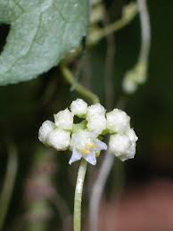 Image result for Cuscuta kilimanjari