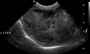 Take your dog to see a if your dog has symptoms of liver dysfunction, cancer may be suspected as the cause, based on age and. Diagnosing Liver Disease Clinician S Brief