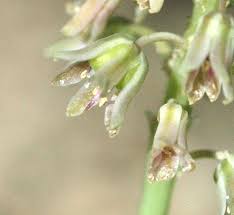 Image result for Ledebouria macowanii