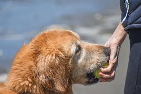 For that reason, these giant pooches are best suited to a home with older kids or singles. 10 Ways To Help Your Golden Retriever Live Longer Dummies