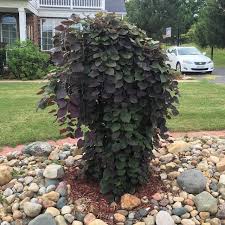 Has there ever been a more beautifully ornamental weeping redbud? Pin On Landscaping