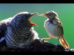 From middle high german term?; Kuckuck Stemmt Eier Aus Dem Nest Vogelwelt Doku German Hd Youtube