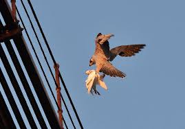 Peregrine falcons are found in every single part of the world except antarctica. Pictures Show Colchester S Famous Peregrine Falcons In Full Flight Gazette