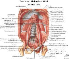 The Posterior Abdominal Wall Composed Of Muscles And Fascia Abdominal Thoracic Duct Pfaff