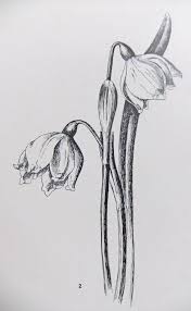 Vintage Botanical Black And White Botanical Prints Set Of 3 Vintage Prints Of Flowers Botanical Illustrations Flower Illustrations I Botanical Illustration Black And White Flower Drawing Flower Illustration