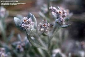 Image result for Vellereophyton dealbatum