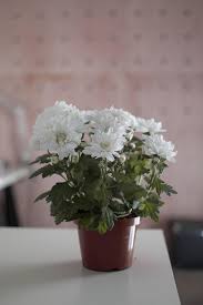Fiori bianchi in un vaso | arte. Fiori Bianchi In Una Pentola 1818193 Foto D Archivio