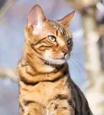 Feline Anatomy And Physiology Diploma