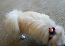 Fully trained in professional dog grooming, clipping, trimming, bathing, nail clipping, ear care and glands send us pics to:. Lulu S Pet Grooming 11331 S Virginia St Ste 1 Reno Nv 89511 Yp Com