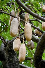 Image result for Kigelia africana