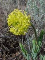 Image result for Gnidia burchellii