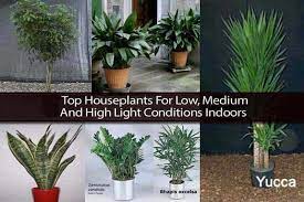 Indoor plants generally require far less sunshine than outdoor foliage, but that doesn't mean they require no light at all. Top Houseplants For Low Medium And High Light Conditions Indoors