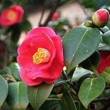 Yuletide Camellia Yuletide Camellia Fast Growing Trees Fast Growing Shrubs