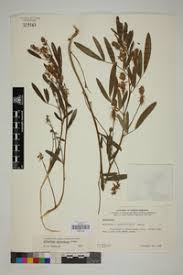 Image result for Indigofera bainesii