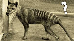A recently released government document has revealed 8 new sightings of the 'extinct' animal in the last 3 years. Is The Tasmanian Tiger Still Alive Youtube