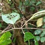 Image result for Glyphaea