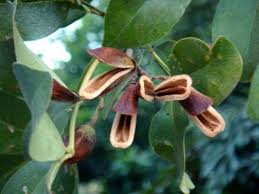 Image result for Elephantorrhiza suffruticosa