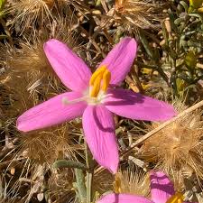 Image result for Chironia