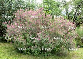 Image result for Indigofera erythrogramma
