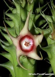 Image result for Huernia verekeri