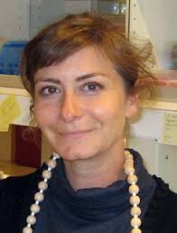 DNA Topoisomerases: New roles in adipocyte metabolism?