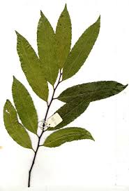 Image result for Rawsonia lucida