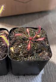 Image result for Rotala capensis