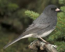 Backyard Birds Of New Jersey Field Guide Dark Eyed Junco Backyard Birds Ontario Birds Birds