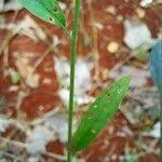 Image result for Schwenckia