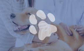 Maybe you would like to learn more about one of these? Bingle Vet Where You Re Part Of Our Family