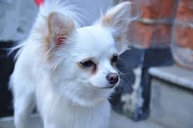 Maybe you would like to learn more about one of these? Deer Head Chihuahua Vs Apple Head Chihuahua Animalso