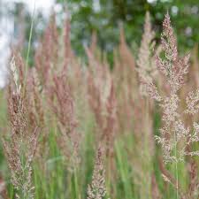 Image result for Agrostis
