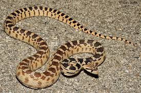 Commonly Encountered California Snakes