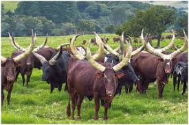 The expropriation of land without compensation is envisaged as one of the measures that we will use to. Cyril Ramaphosa Sa S President And Biggest Ankole Farmer Drum