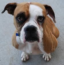 Iowa boxer dog rescue group directory. Boxer Puppies For Adoption In Iowa Bmo Show