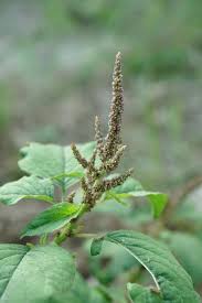 Image result for Amaranthus viridis