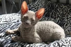 Ch Rex Flower S Cupido Lilac Cornish Rex Cornish Rex Cat Rex Cat Cat Colors