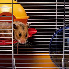 How To Clean Your Pet Hamster's Cage
