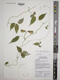 Image result for Sphenostylis