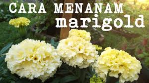 Bunga french marigold adalah bunga hias yang termasuk dalam kelompok asteraceae. Cara Menanam Marigold Bunga Tai Ayam Youtube