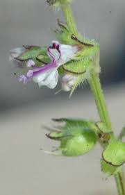 Image result for Syncolostemon elliottii